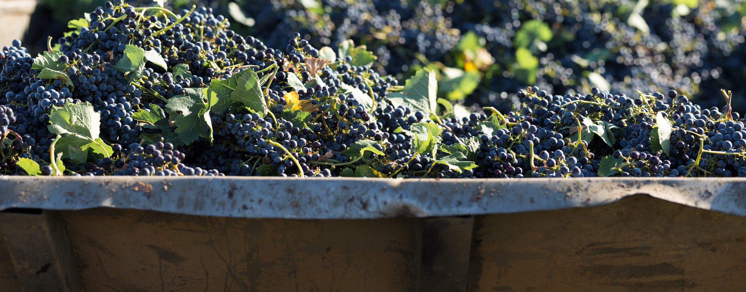 Grapes global production chart highlighting Peru’s export rise and China’s growing market presence.